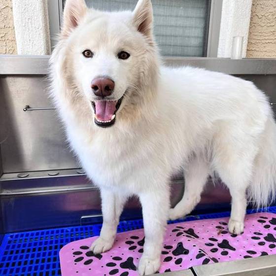 Dog enjoying spa day