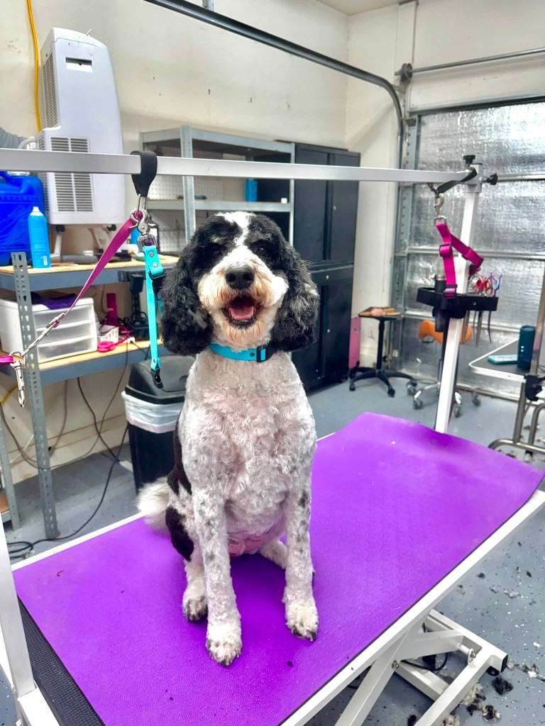 Happy pup after grooming