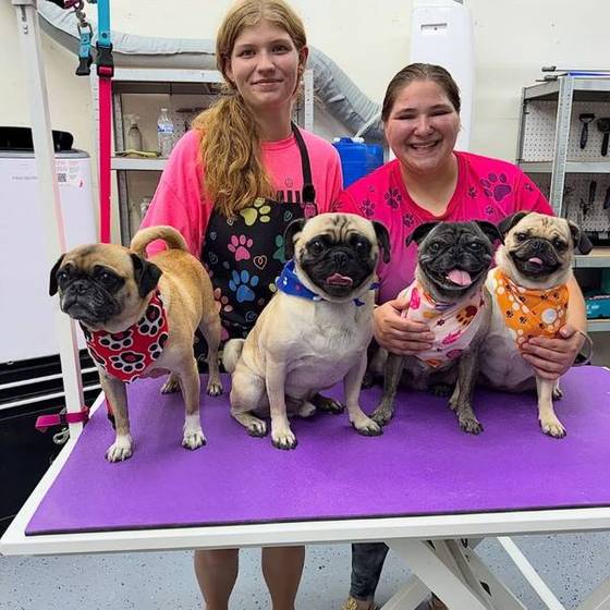 Pugs visiting Fur Factory