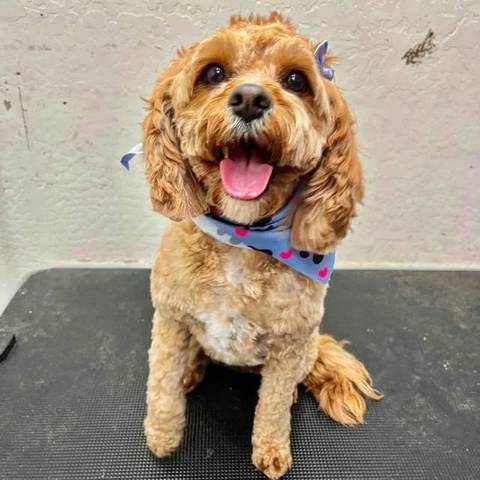 Freshly groomed Cavapoo at Fur Factory