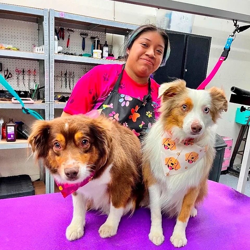 Two mini Aussies with their groomer at Fur Factory