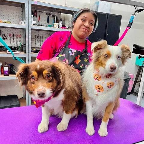 Two mini Aussies with their groomer at Fur Factory