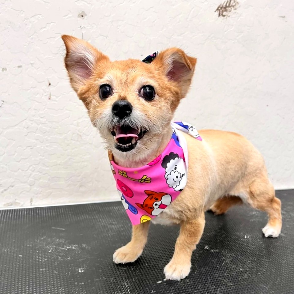Happy pup after spa day at Fur Factory