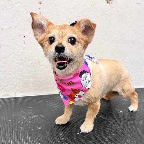 Happy pup after spa day at Fur Factory