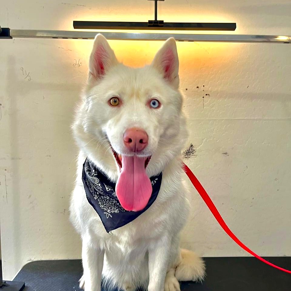 Cooper after grooming at Fur Factory