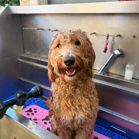 Happy doodle in the bath at Fur Factory
