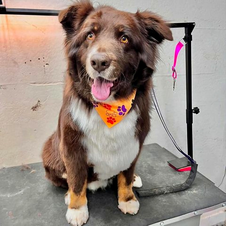 Smokey after grooming at Fur Factory