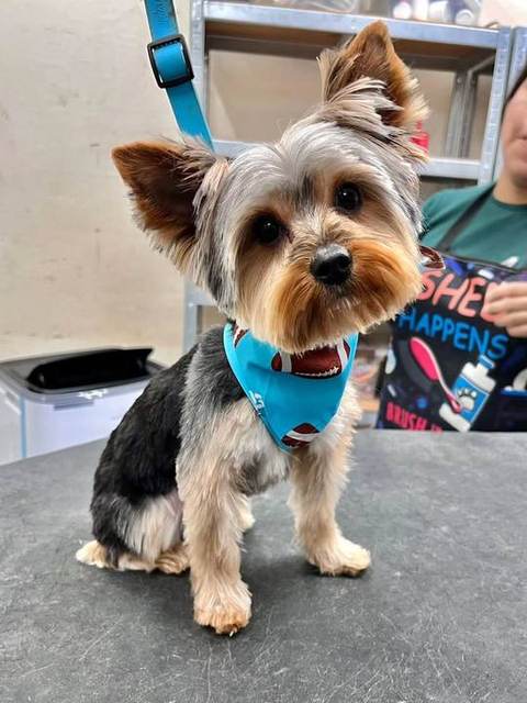 🐾 DOG FOR ADOPTION 🐾