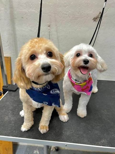 These two little stars totally lit up the salon today! 💫