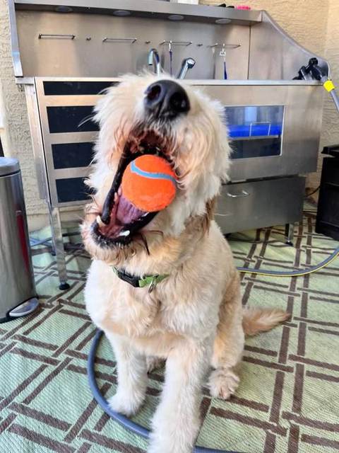 Meet Cody 💙 Our sweet, shy boy who absolutely lives for his ball. We met him at the dog park, and his mama is just the k