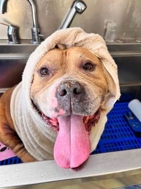 Tyson stopped by the studio yesterday for his spa day and was an absolute love bug from start to finish. He did such an 
