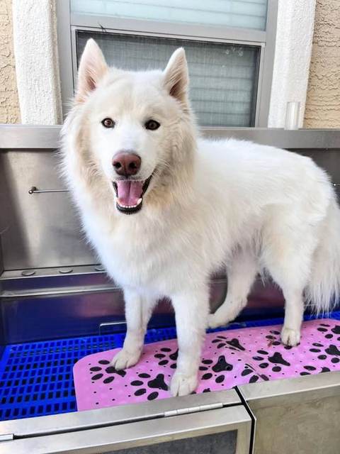 This majestic white husky was the sweetest boy for his spa day. His fluffy coat and gentle personality completely stole 